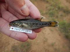 Micropterus treculii