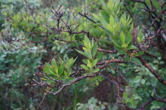 Rhododendron micranthum