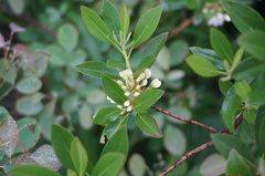 Rhododendron micranthum