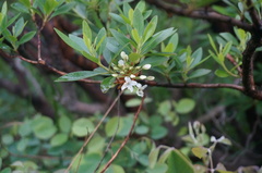 Rhododendron micranthum
