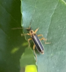 Podabrus brunnicollis