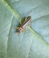 Podabrus brunnicollis