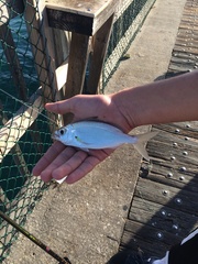 Eucinostomus harengulus