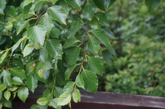 Betula dauurica