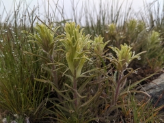 Castilleja oresbia
