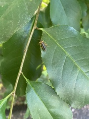 Podabrus brunnicollis