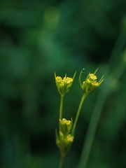 Bupleurum gerardi