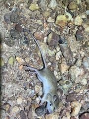 Pseudomys delicatulus