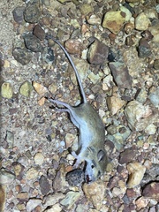 Pseudomys delicatulus