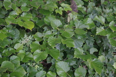 Tilia mandshurica