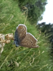 Polyommatus icarus