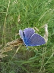 Polyommatus icarus