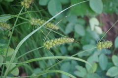 Carex neurocarpa