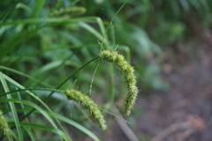 Carex neurocarpa