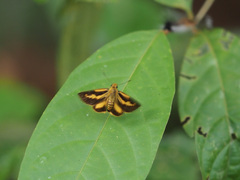 Cupitha purreea