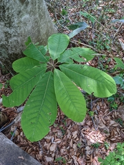 Magnolia obovata