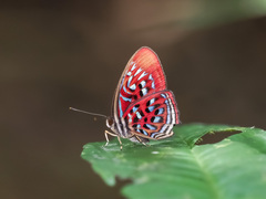 Paralaxita telesia