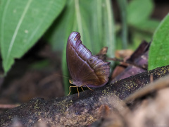 Coelites epiminthia