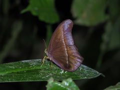 Coelites epiminthia