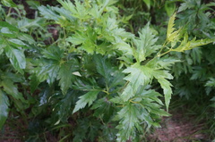 Aconitum kusnezoffii
