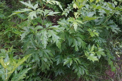 Aconitum kusnezoffii