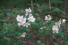 Philadelphus pekinensis