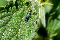 Cordylepherus viridis