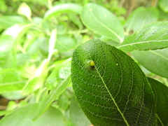 Euura pedunculi
