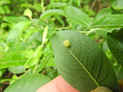 Euura pedunculi