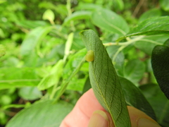 Euura pedunculi
