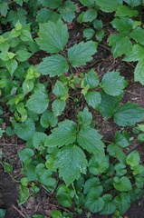 Clematis heracleifolia