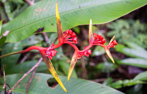 Heliconia richardiana (Heliconia richardiana)