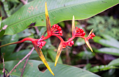 Heliconia richardiana