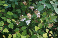 Spiraea dasyantha
