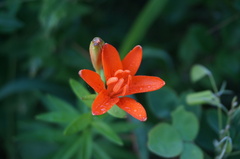 Lilium concolor partheneion