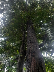 Huberantha cerasoides