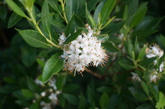 Rhododendron micranthum