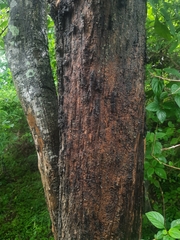 Huberantha cerasoides
