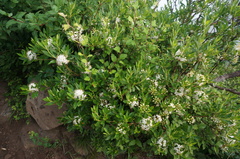 Rhododendron micranthum