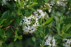Rhododendron micranthum