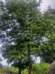 Huberantha cerasoides