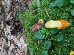 Phallus flavocostatus