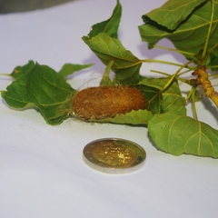 Lasiocampa quercus