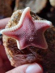 Odontaster penicillatus