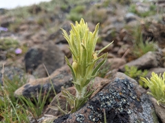 Castilleja oresbia
