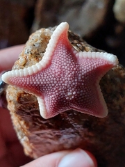 Odontaster penicillatus