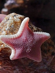 Odontaster penicillatus