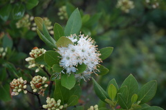 Rhododendron micranthum