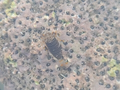 Gnathophyllum americanum