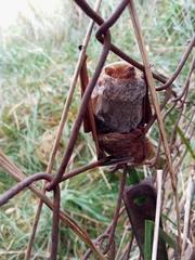 Lasiurus blossevillii